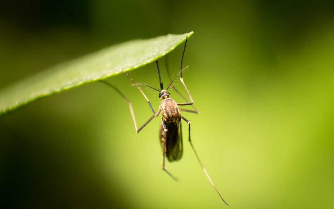 Mosquitoes Are Back in Memphis: Tips to Keep Your Yard Mosquito-Free and Introducing Safari Lawn’s Mosquito Control Service